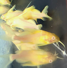 Load image into Gallery viewer, Albino Featherfin Synodontis Catfish (Synodontis eupterus)
