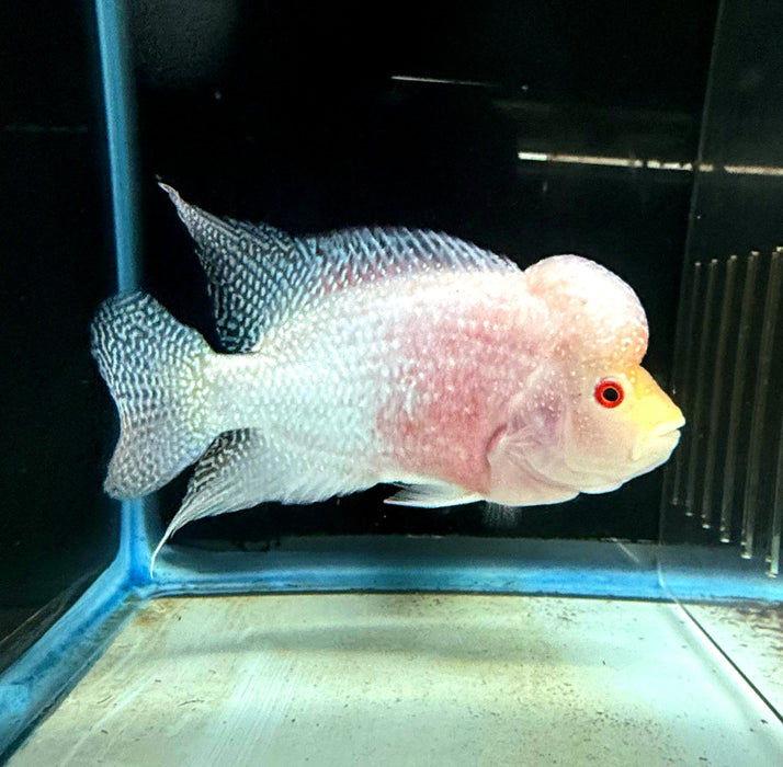 Golden Base Flowerhorn Cichlid (Cichlasoma sp)