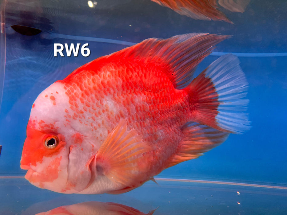 Red and White Parrot Cichlid (Cichlasoma sp)