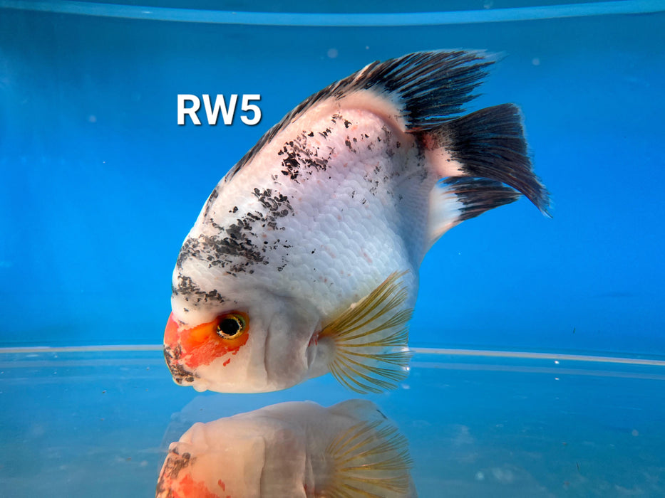 Red and White Parrot Cichlid (Cichlasoma sp)