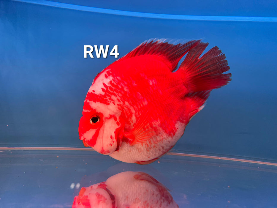 Red and White Parrot Cichlid (Cichlasoma sp)