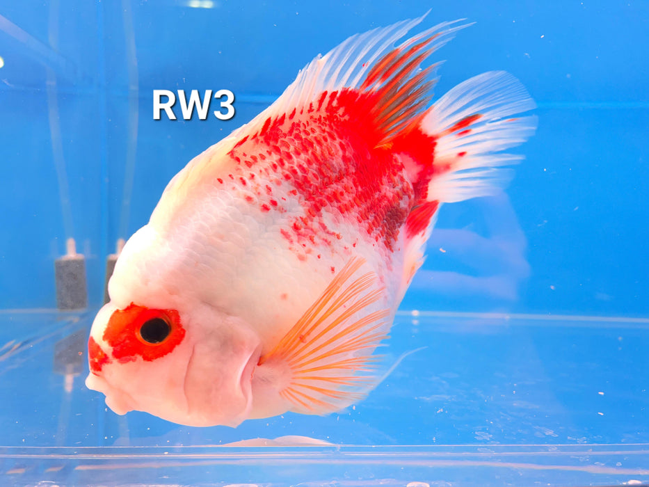 Red and White Parrot Cichlid (Cichlasoma sp)