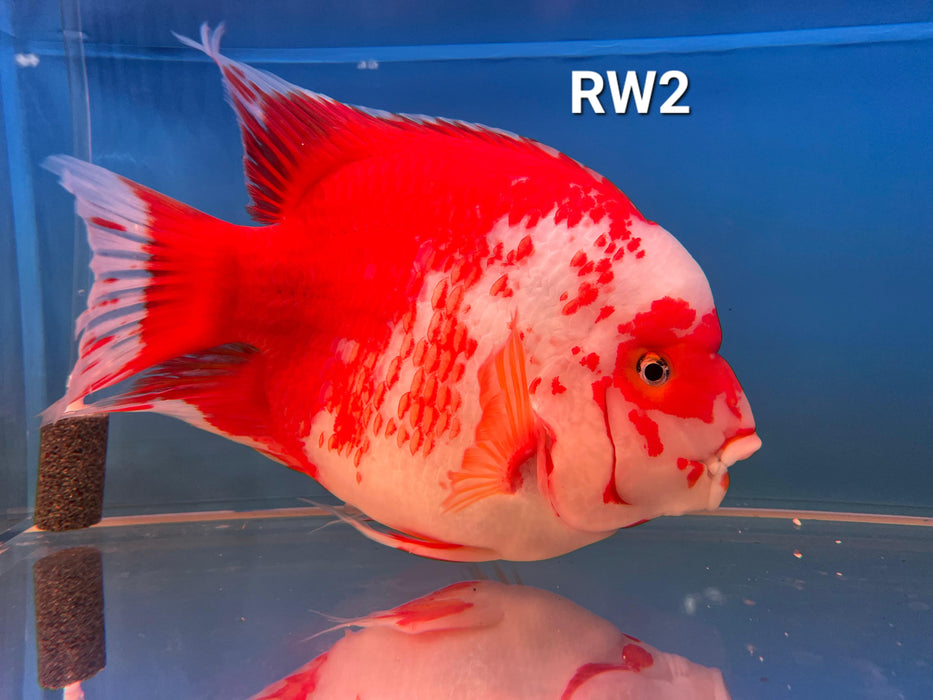 Red and White Parrot Cichlid (Cichlasoma sp)