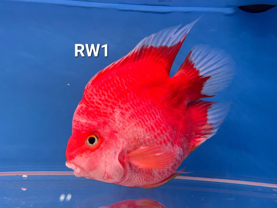 Red and White Parrot Cichlid (Cichlasoma sp)