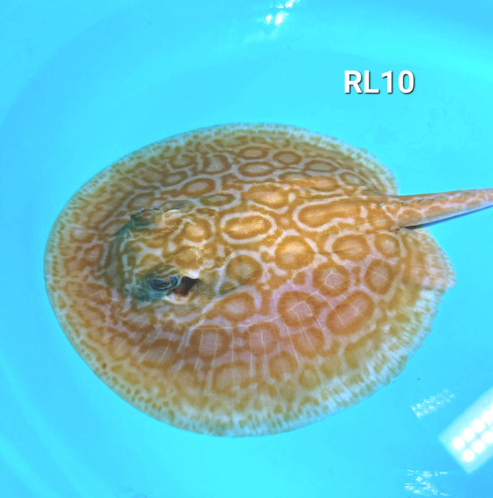 Albino Red Lucy Pearl Hybrid Stingray (Potamotrygon jabuti sp)