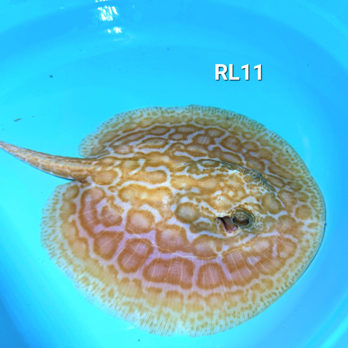 Albino Red Lucy Pearl Hybrid Stingray (Potamotrygon jabuti sp)