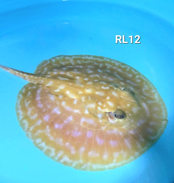 Albino Red Lucy Pearl Hybrid Stingray (Potamotrygon jabuti sp)