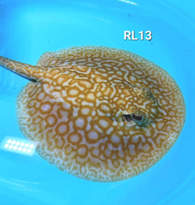 Albino Red Lucy Pearl Hybrid Stingray (Potamotrygon jabuti sp)