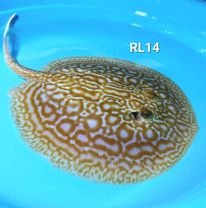 Albino Red Lucy Pearl Hybrid Stingray (Potamotrygon jabuti sp)