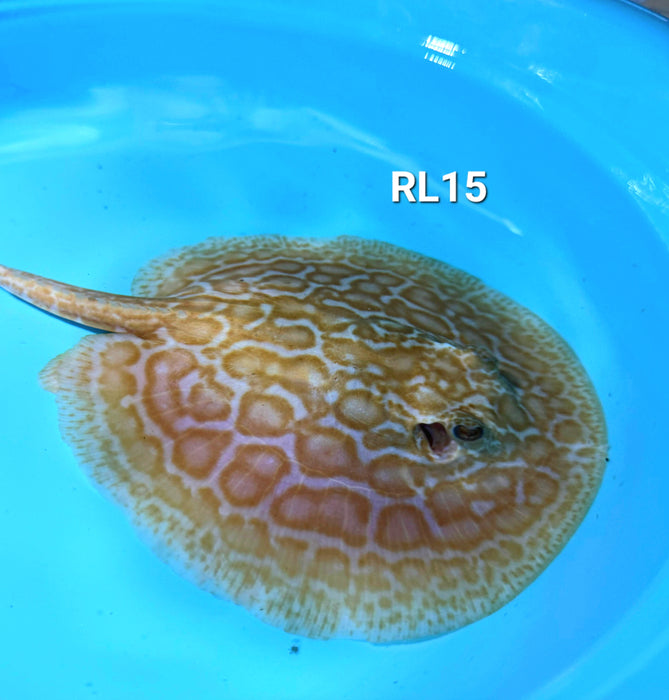 Albino Red Lucy Pearl Hybrid Stingray (Potamotrygon jabuti sp)