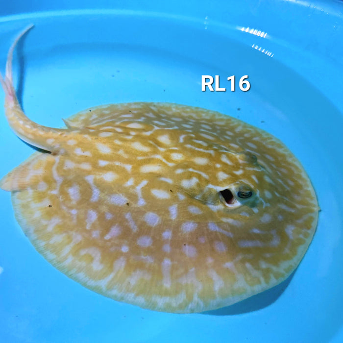 Albino Red Lucy Pearl Hybrid Stingray (Potamotrygon jabuti sp)