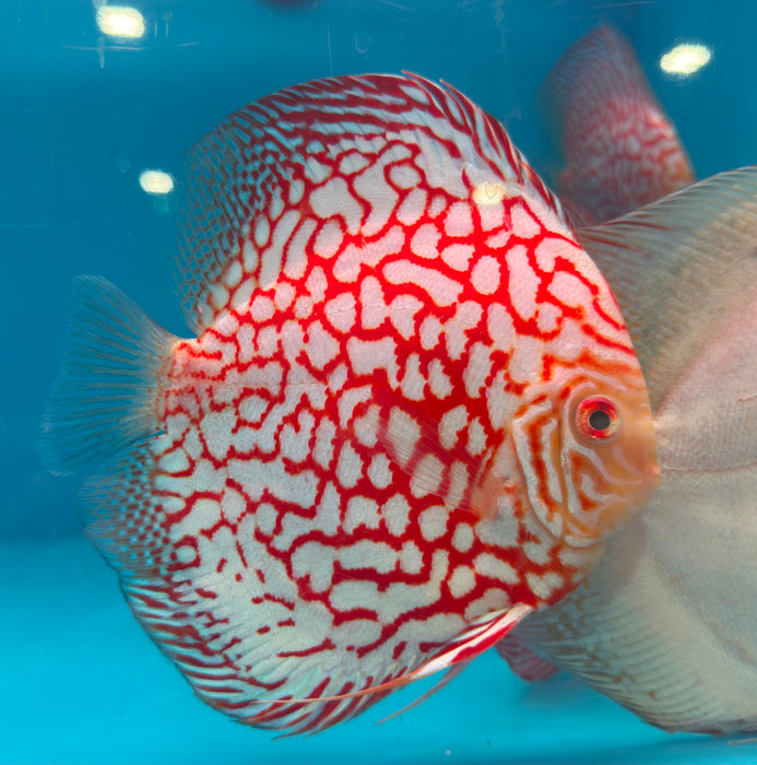 Red Checkerboard Pigeon Discus (Symphysodon aequifasciatus)
