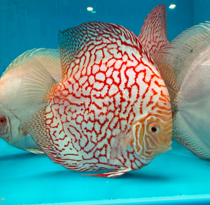 Red Checkerboard Pigeon Discus (Symphysodon aequifasciatus)