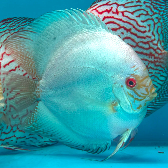 White Butterfly Discus (Symphysodon aequifaciatus)