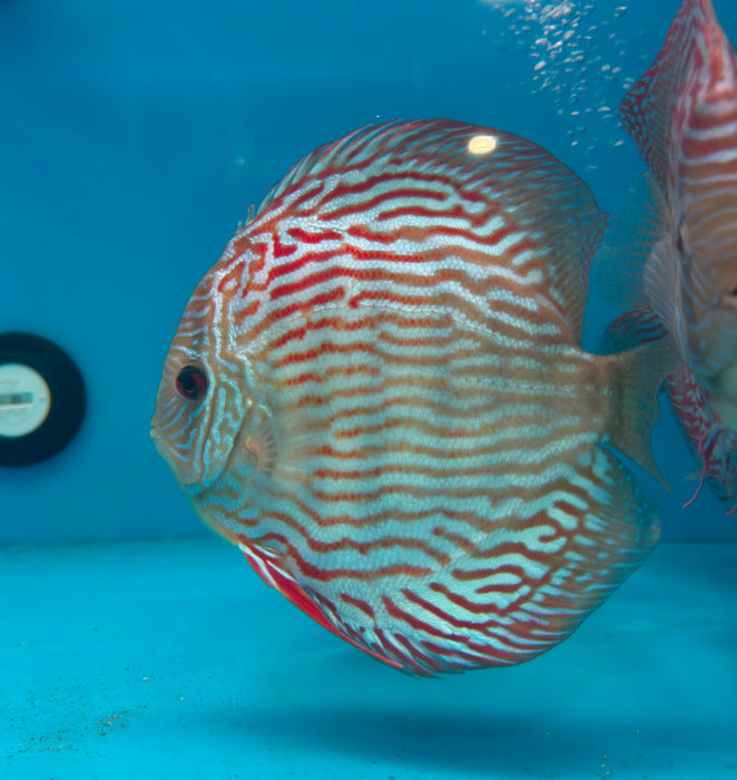Giant Flora Red Turquoise Discus (Symphysodon aequifasciatus)