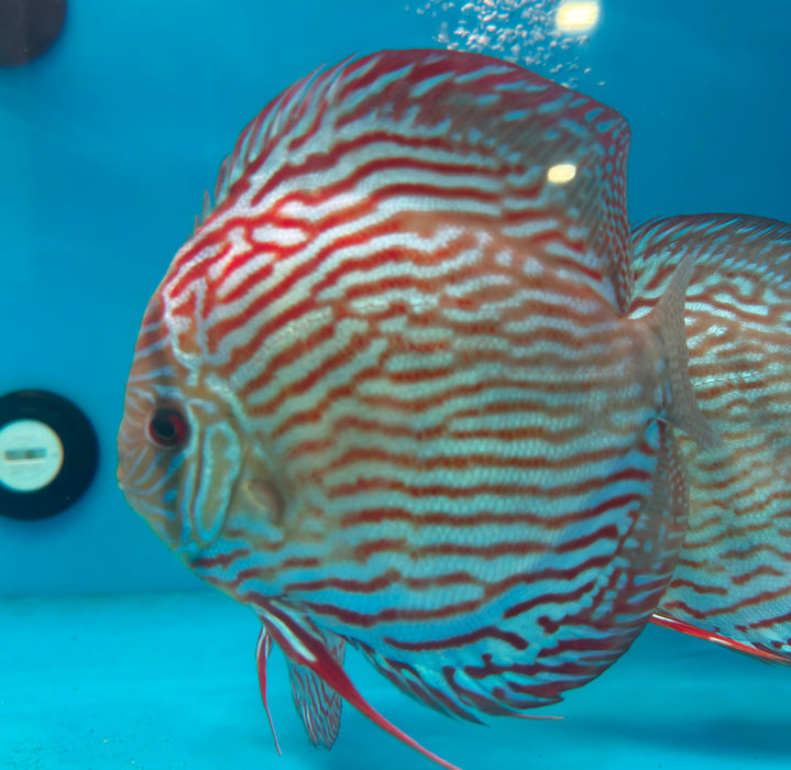 Giant Flora Red Turquoise Discus (Symphysodon aequifasciatus)