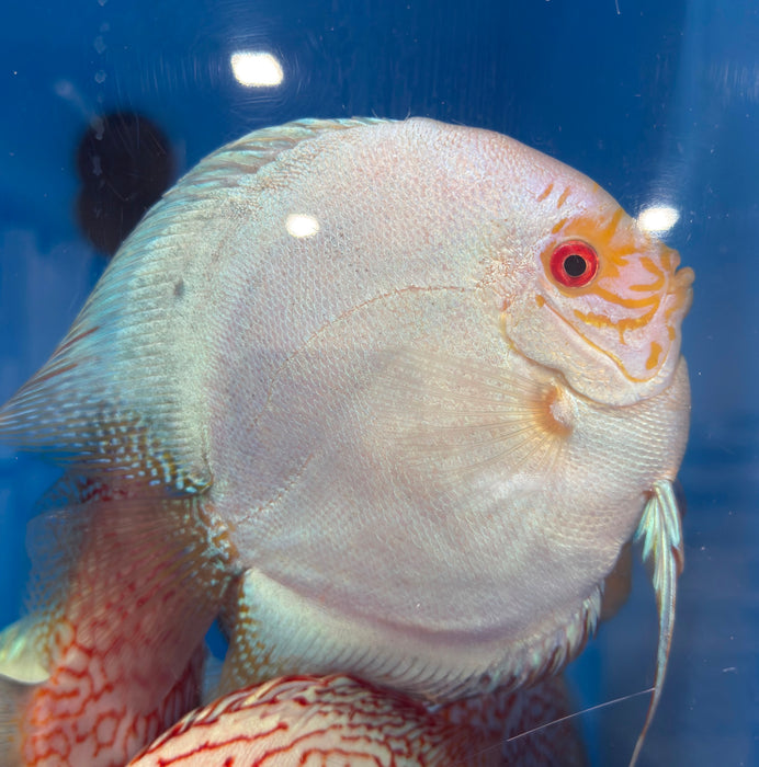 White Butterfly Discus (Symphysodon aequifaciatus)