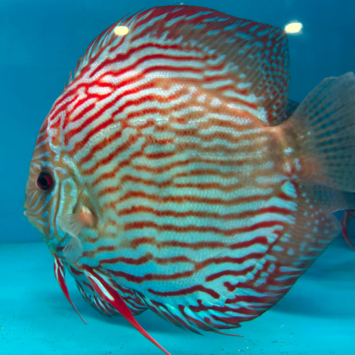 Giant Flora Red Turquoise Discus (Symphysodon aequifasciatus)