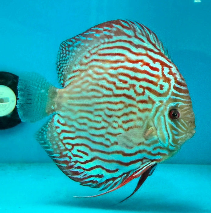 Giant Flora Red Turquoise Discus (Symphysodon aequifasciatus)
