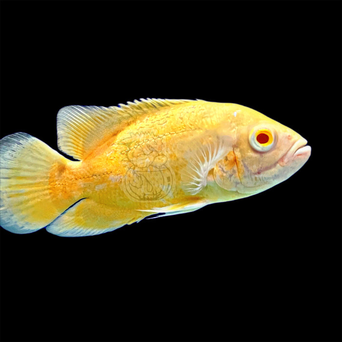 Albino Lemon Oscar Cichlid (Astronotus ocellatus)