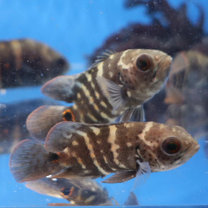 Bumblebee Oscar (Astronotus orbicularis)