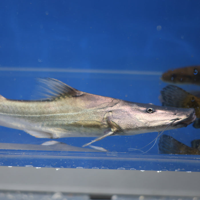 Dorado Catfish (Brachyplatystoma rousseauxii)