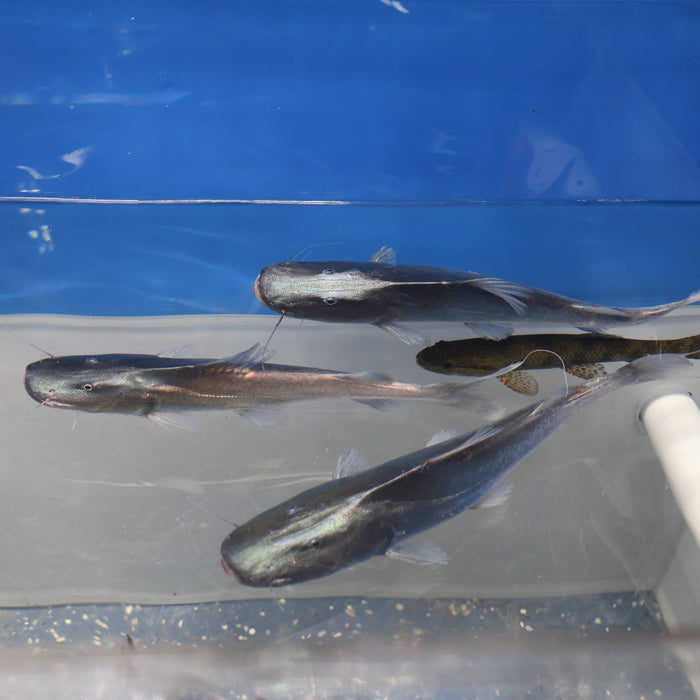 Dorado Catfish (Brachyplatystoma rousseauxii)