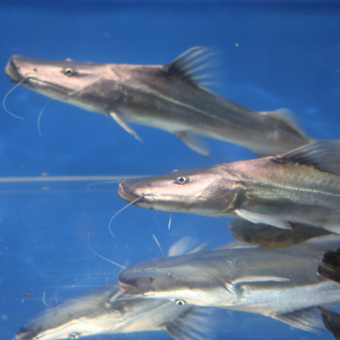 Dorado Catfish (Brachyplatystoma rousseauxii)