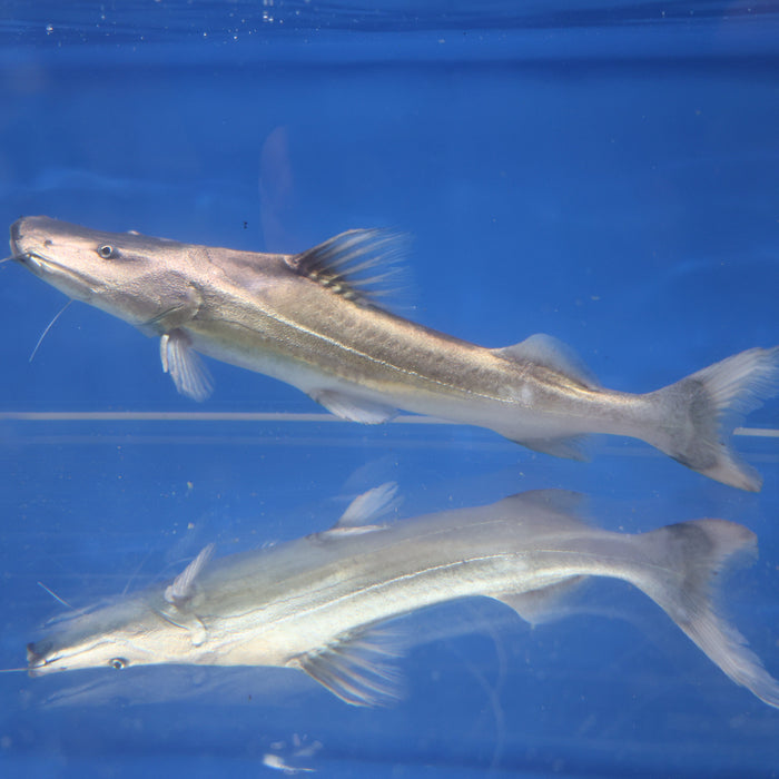 Dorado Catfish (Brachyplatystoma rousseauxii)
