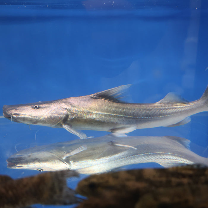 Dorado Catfish (Brachyplatystoma rousseauxii)