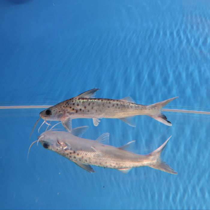 Lince Catfish (Platynematichthys notatus)