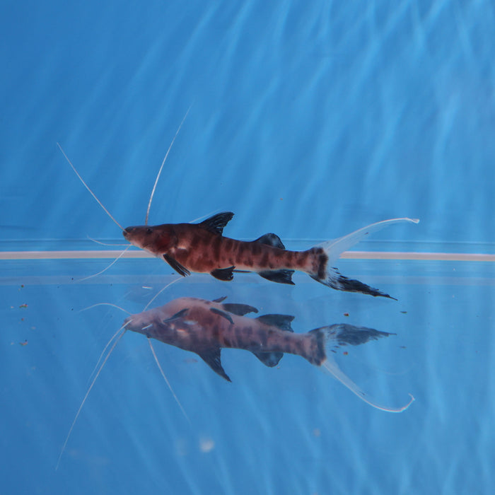 Flash Zebra Catfish (Brachyplatystoma juruense)