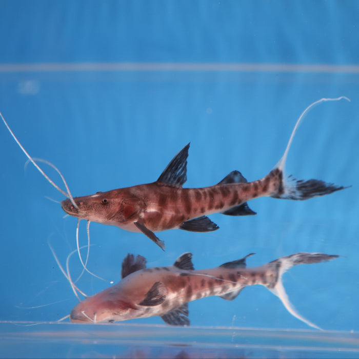 Flash Zebra Catfish (Brachyplatystoma juruense)
