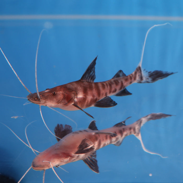 Flash Zebra Catfish (Brachyplatystoma juruense)