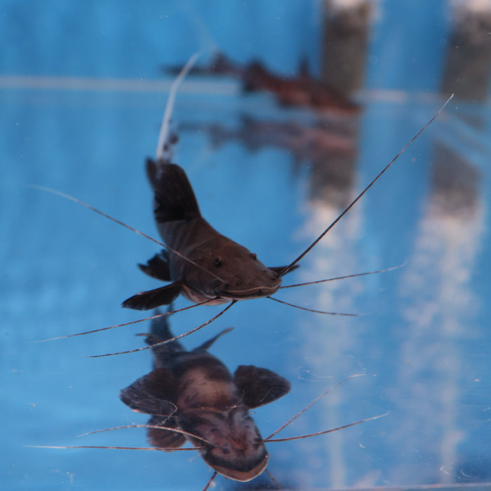 Flash Zebra Catfish (Brachyplatystoma juruense)