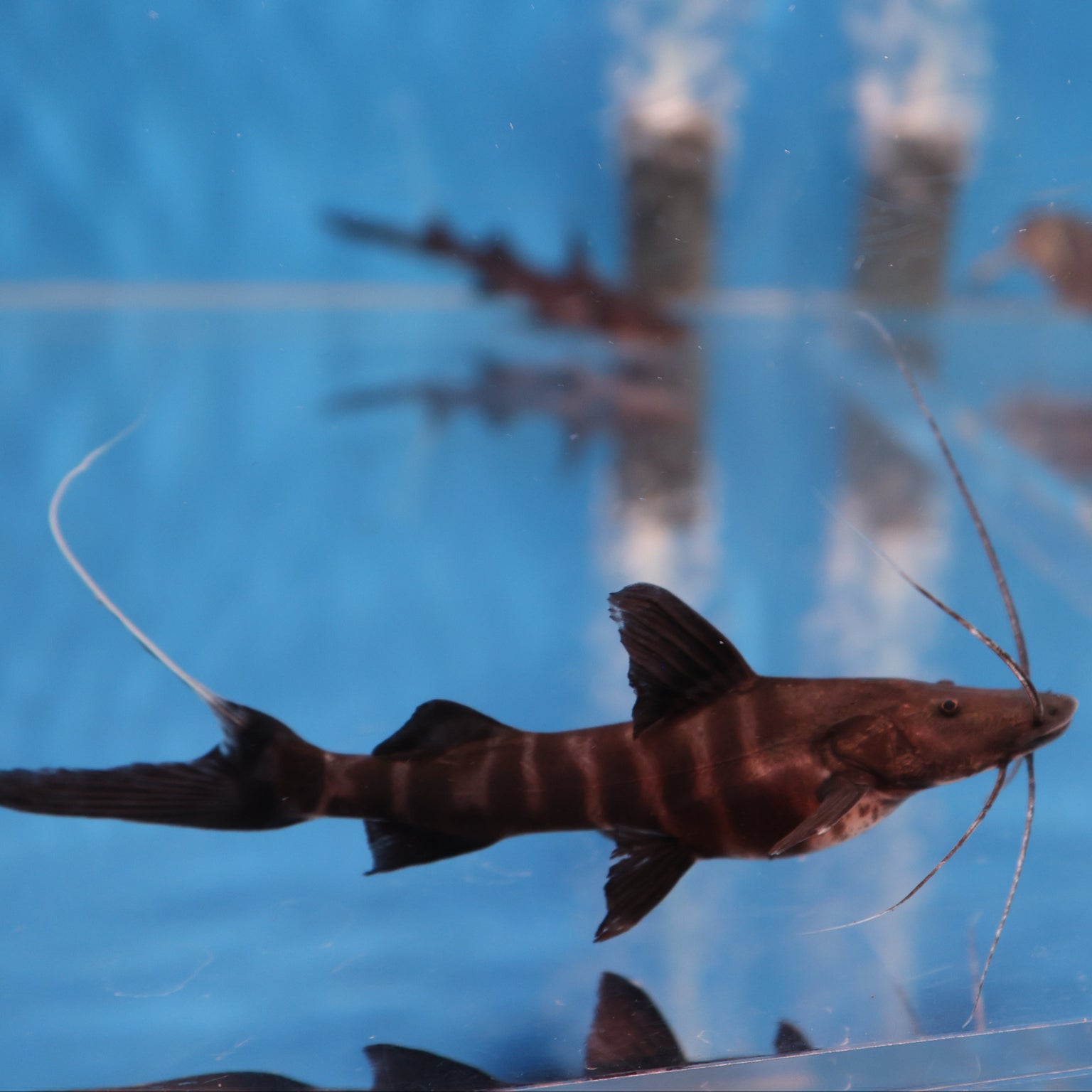 CATFISH — Predatory Fins