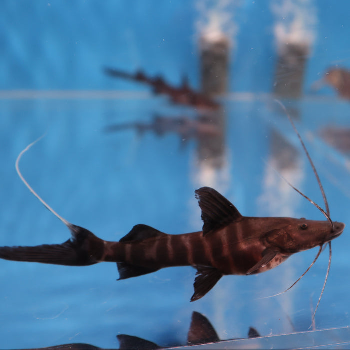Flash Zebra Catfish (Brachyplatystoma juruense)