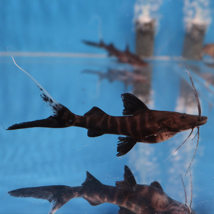 Flash Zebra Catfish (Brachyplatystoma juruense)