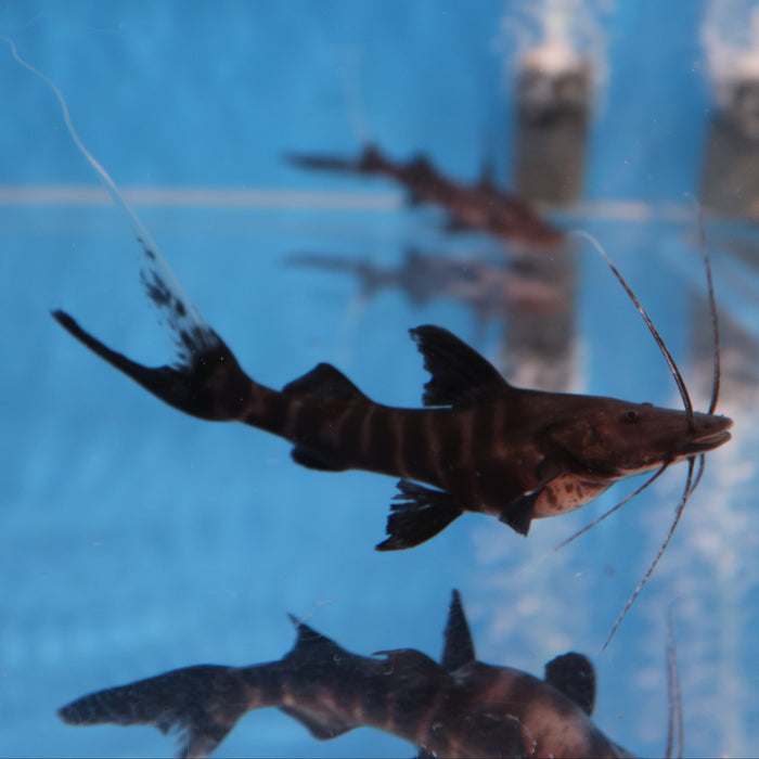 Flash Zebra Catfish (Brachyplatystoma juruense)