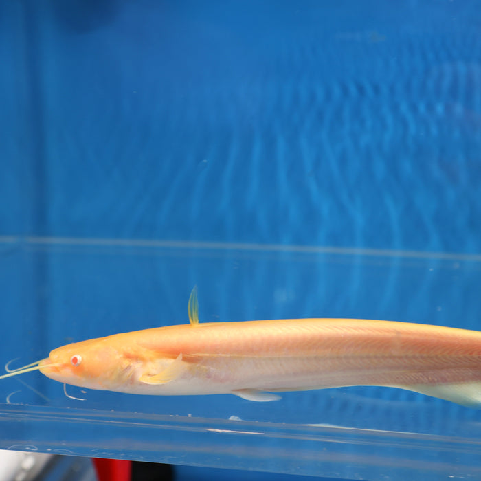 Albino Chinese Wels Catfish (Silurus merdionalis)
