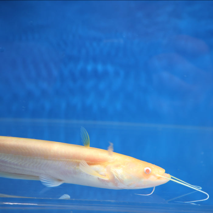 Albino Chinese Wels Catfish (Silurus merdionalis)