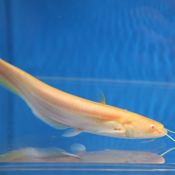 Albino Chinese Wels Catfish (Silurus merdionalis)