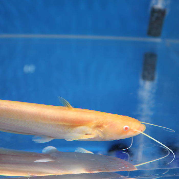Albino Chinese Wels Catfish (Silurus merdionalis)
