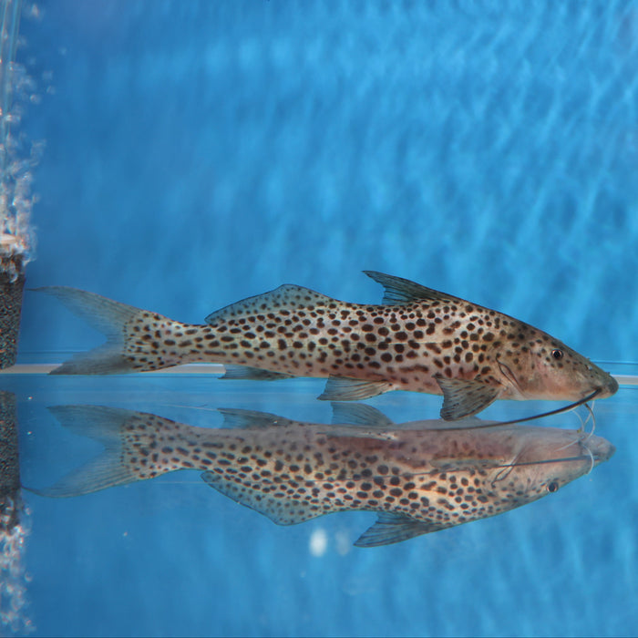 Bolt Catfish (Aguarunichthys torosus)