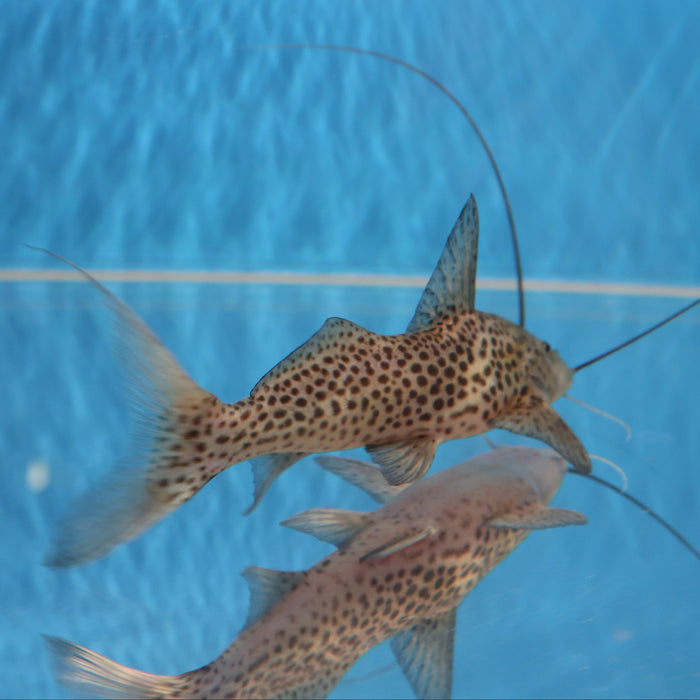 Bolt Catfish (Aguarunichthys torosus)