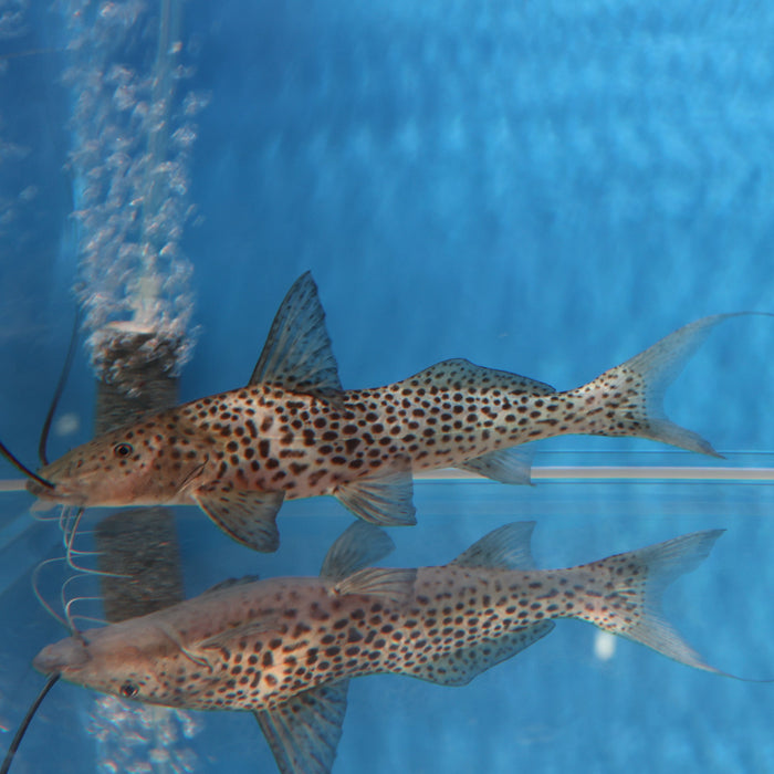 Bolt Catfish (Aguarunichthys torosus)