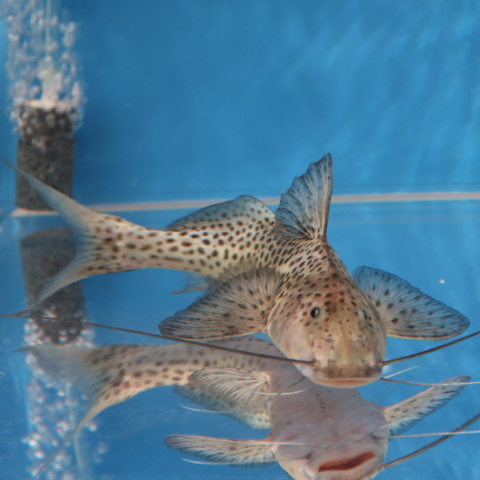 Bolt Catfish (Aguarunichthys torosus)