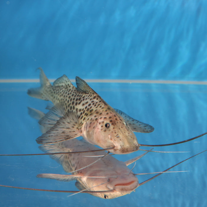 Bolt Catfish (Aguarunichthys torosus)