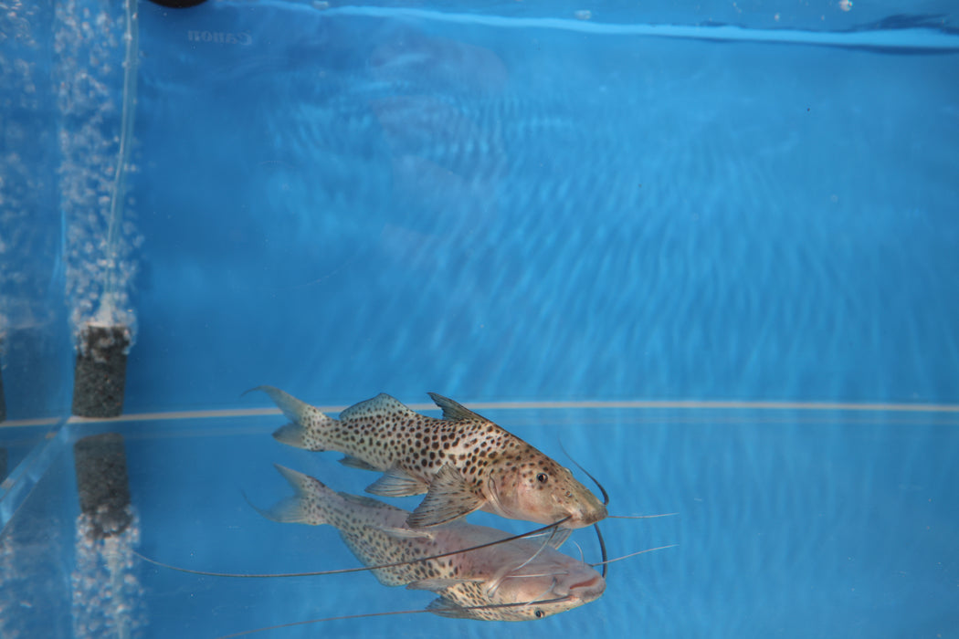 Bolt Catfish (Aguarunichthys torosus)