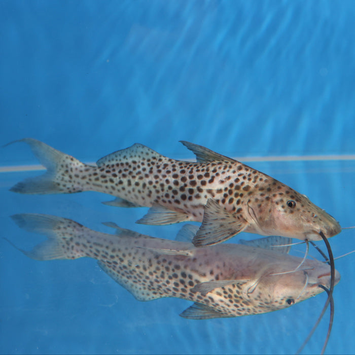 Bolt Catfish (Aguarunichthys torosus)